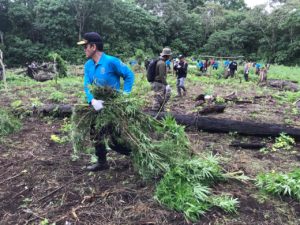 SINERGITAS DALAM RANGKA PEMUSNAHAN LADANG GANJA DI ACEH BESAR