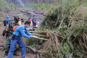 DITENGAH PANDEMI, BNN TETAP GENCAR LAKUKAN PEMUSNAHAN LADANG GANJA
