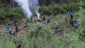 DITENGAH PANDEMI, BNN TETAP GENCAR LAKUKAN PEMUSNAHAN LADANG GANJA