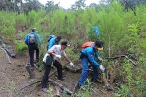 DITENGAH PANDEMI, BNN TETAP GENCAR LAKUKAN PEMUSNAHAN LADANG GANJA