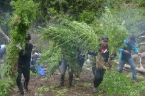 Kepala BNN Provinsi Aceh, Pimpin Pemusnahan 4 H Ladang Ganja