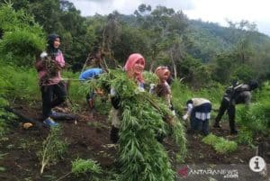 Kepala BNN Provinsi Aceh, Pimpin Pemusnahan 4 H Ladang Ganja