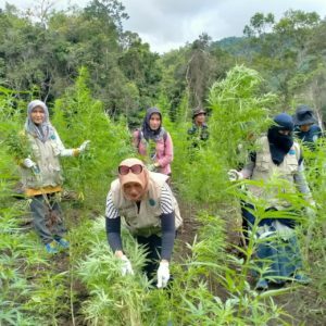 Kepala BNN Provinsi Aceh, Pimpin Pemusnahan 4 H Ladang Ganja
