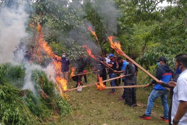 Kepala BNN Provinsi Aceh, Pimpin Pemusnahan 4 H Ladang Ganja