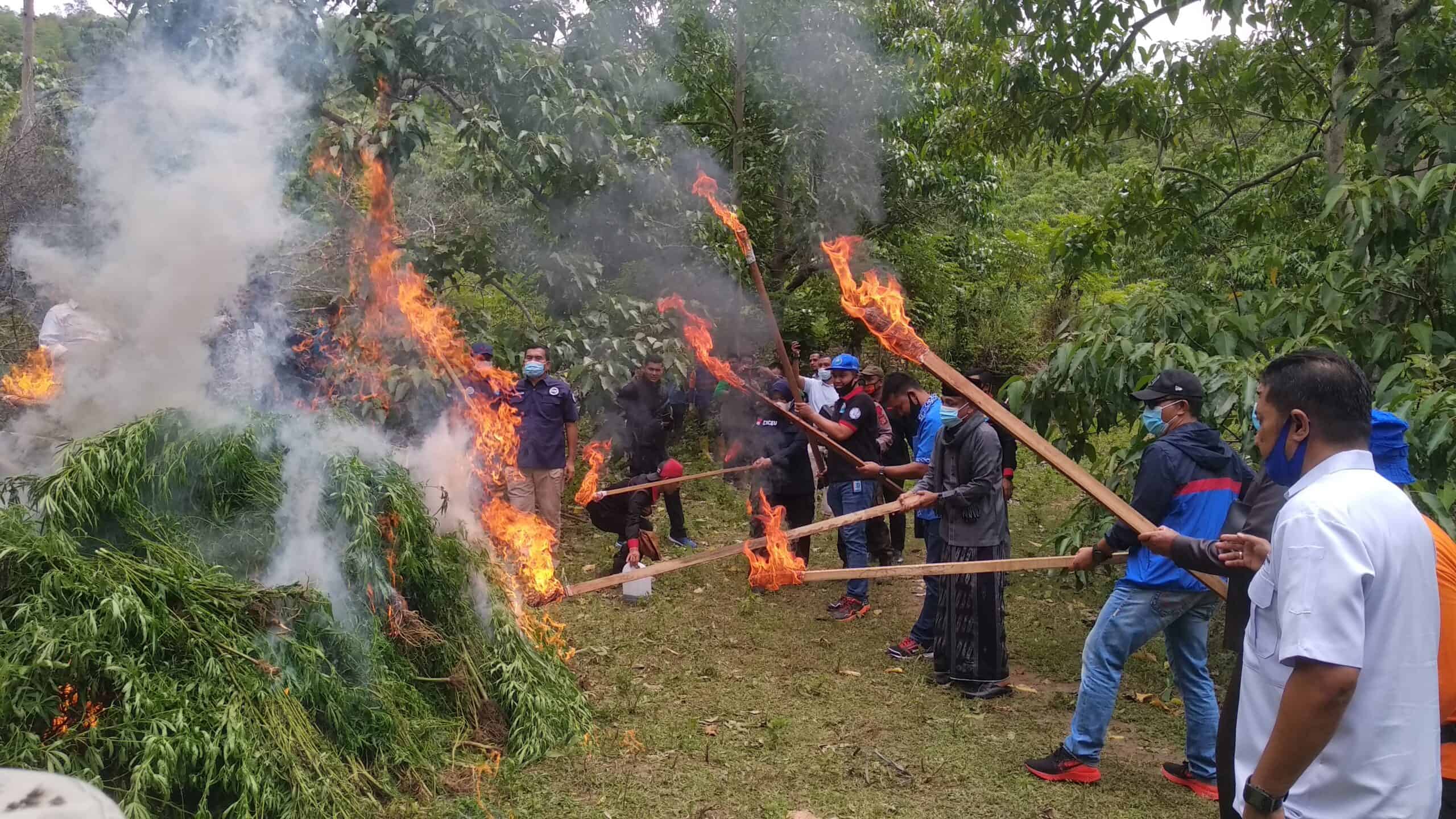 Kepala BNN Provinsi Aceh, Pimpin Pemusnahan 4 H Ladang Ganja Kepala BNN Provinsi Aceh, Pimpin Pemusnahan 4 H Ladang Ganja