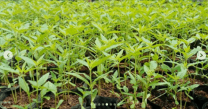 Pemusnahan Ladang Ganja bersama Direktorat Narkotika BNN RI