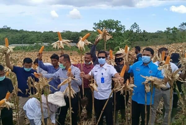Panen Perdana Komoditas Jagung GDAD
