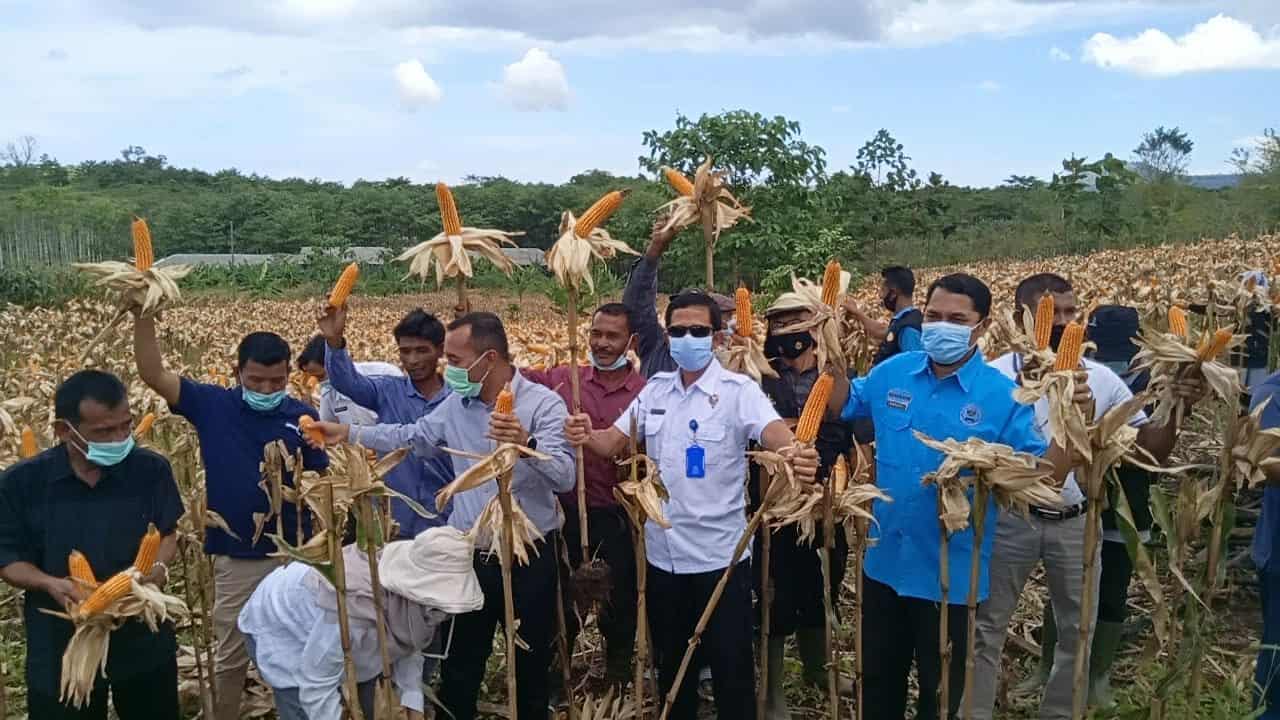 Panen Perdana Komoditas Jagung GDAD