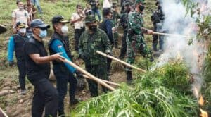 KEPALA BNN RI PIMPIN PEMUSNAHAN 9 HEKTAR LADANG GANJA DI ACEH UTARA