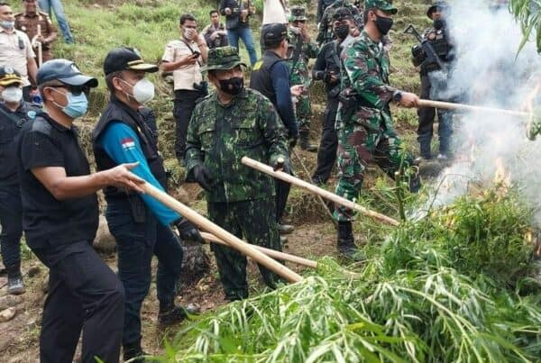 KEPALA BNN RI PIMPIN PEMUSNAHAN 9 HEKTAR LADANG GANJA DI ACEH UTARA