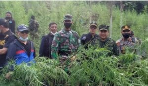 KEPALA BNN RI PIMPIN PEMUSNAHAN 9 HEKTAR LADANG GANJA DI ACEH UTARA