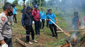 BNN Aceh Kembali Musnahkan Ladang Ganja