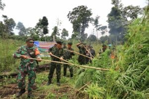 BNNP Aceh musnahkan 95 ribu batang ganja di Aceh Besar