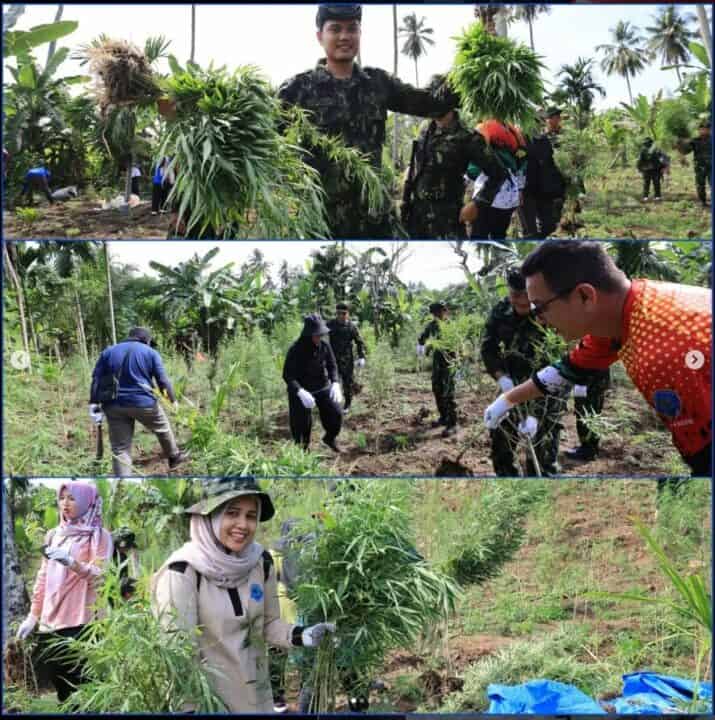 Bulan Ramadhan, BNNP Aceh Lakukan Pemusnahan Lahan Ganja di Pegunungan Aceh Besar