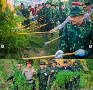 Kepala BNN RI Musnahkan Ganja di Aceh Utara