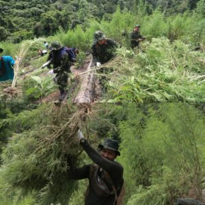 BNNP Aceh Musnahkan 2,5 Hektar Ladang Ganja di Pegunungan Aceh Besar