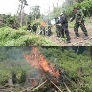 BNNP Aceh Musnahkan 2,5 Hektar Ladang Ganja di Pegunungan Aceh Besar