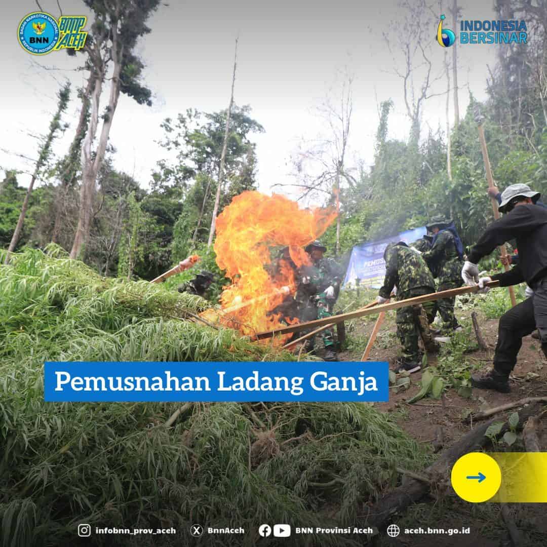 BNNP Aceh Musnahkan 2,5 Hektar Ladang Ganja di Pegunungan Aceh Besar